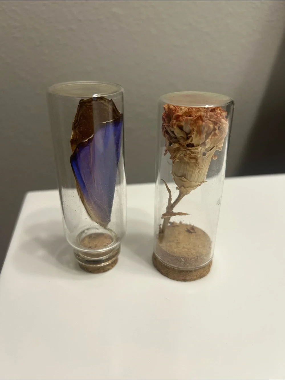 Preserved Butterfly Wing & Dried Flower Glass Vial Set - Blue & Cream